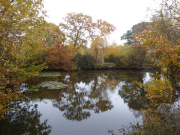 Bream Pond