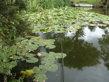 Bream Pond