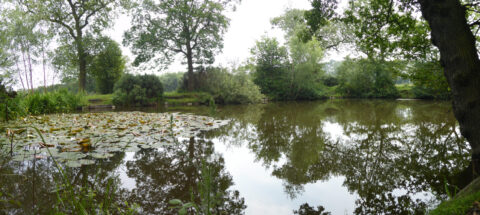 Bream Pond