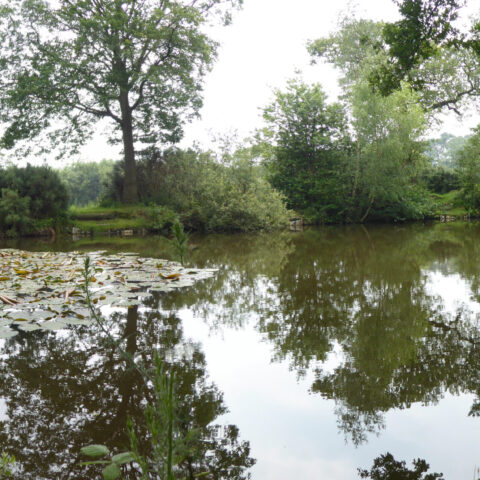 Bream Pond