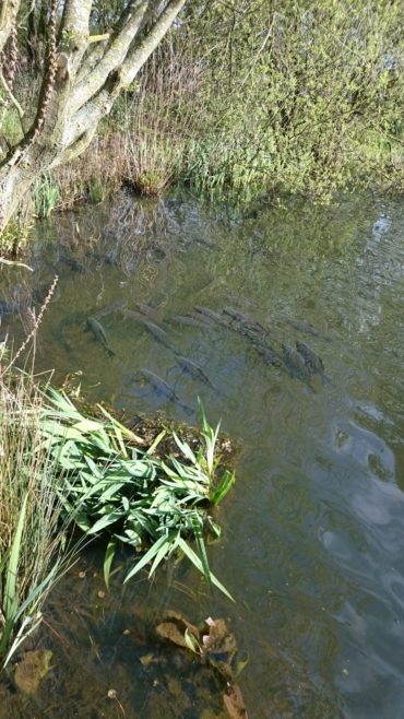 Carp Pond