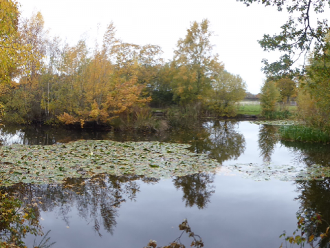 Misty Pond