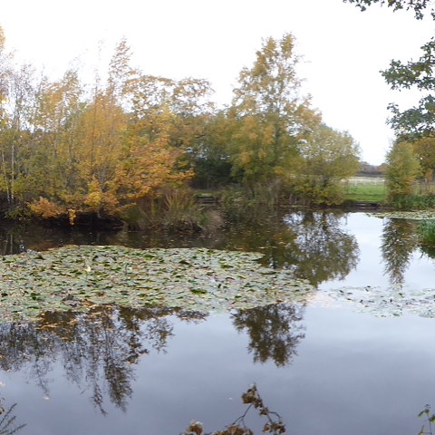 Misty Pond