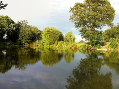 Carp Pond