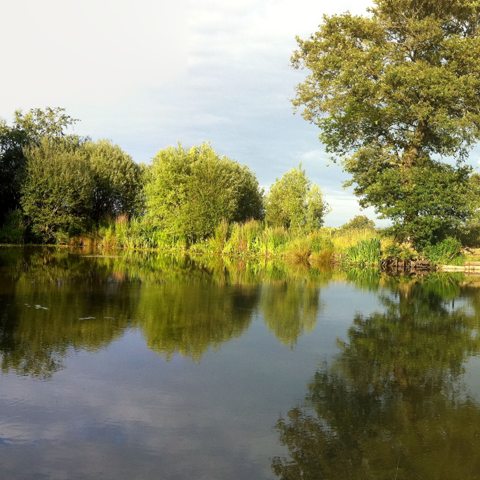 Carp Pond